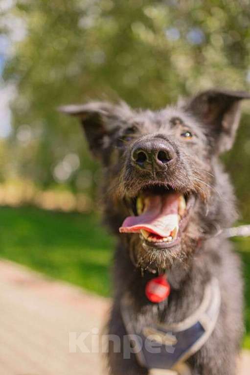 Собаки в Москве: Высокий бородатик Брэд в добрые руки Мальчик, Бесплатно - фото 5