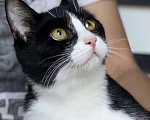 Кошки в Котельнике: Крупный молодой кот подросток Стёпка в добрые руки Мальчик, Бесплатно - фото 5