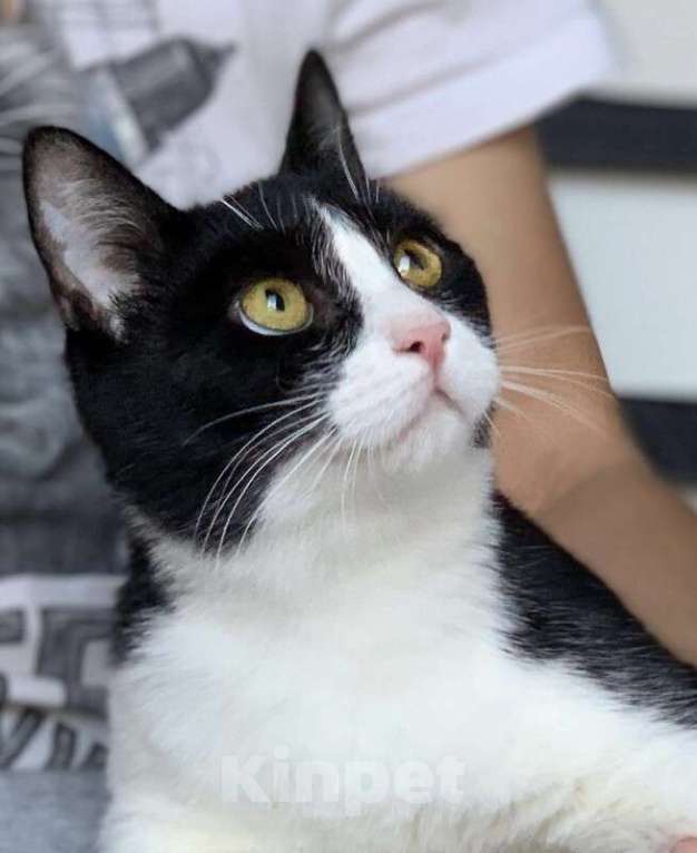 Кошки в Котельнике: Крупный молодой кот подросток Стёпка в добрые руки Мальчик, Бесплатно - фото 5