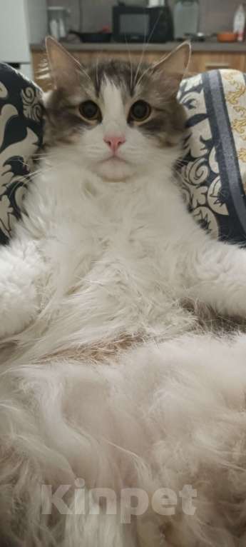 Кошки в Челябинске: Оззи ищет новый дом Мальчик, Бесплатно - фото 2