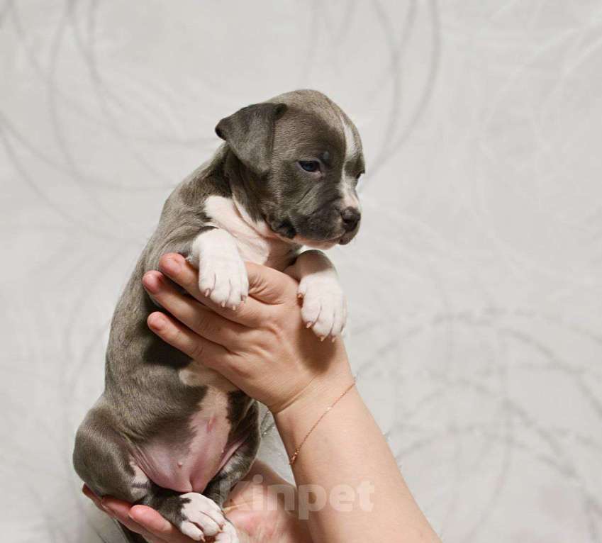 Собаки в Москве: Красивая девочка амстаффа Девочка, 120 000 руб. - фото 3