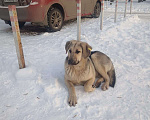 Собаки в Новокузнецке: Пристроить хорошую собачку  Девочка, Бесплатно - фото 2