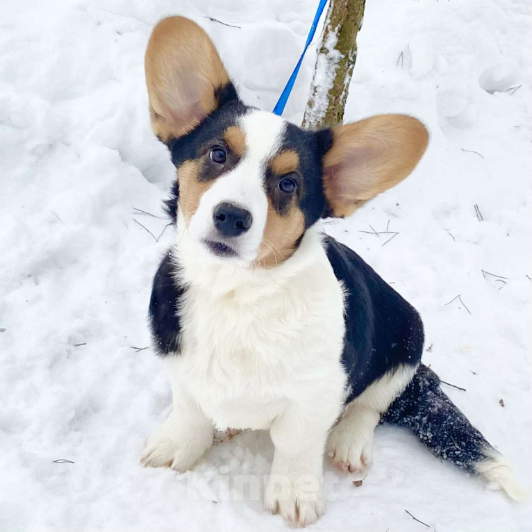 Собаки в Москве: Щенки вельш-корги кардиган Мальчик, Бесплатно - фото 1