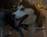 Собаки в Санкт-Петербурге: Бесплатно Чистокровная Хаски в добрые руки.  Девочка, Бесплатно - фото 1