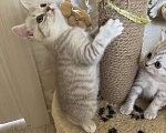 Кошки в Туле: Жду любимого хозяина Девочка, Бесплатно - фото 1