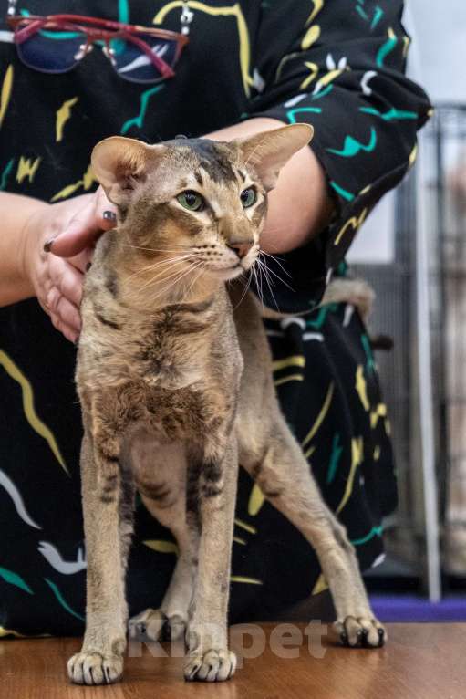 Кошки в других городах Московской области: Ориентальный кот Мальчик, Бесплатно - фото 8