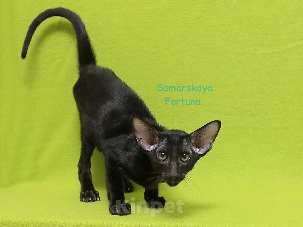 Кошки в других городах Самарской области: Черный ориентальный котик  Мальчик, 50 000 руб. - фото 3