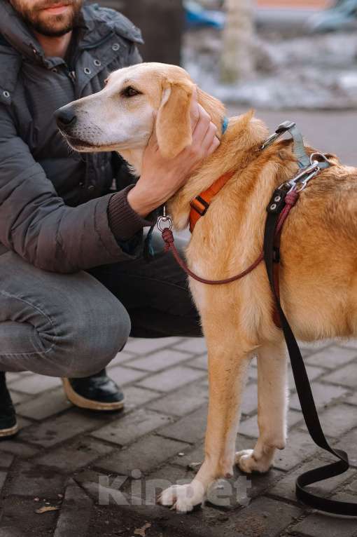 Собаки в Санкт-Петербурге: Красавица Рикки из приюта ищет дом Девочка, Бесплатно - фото 4