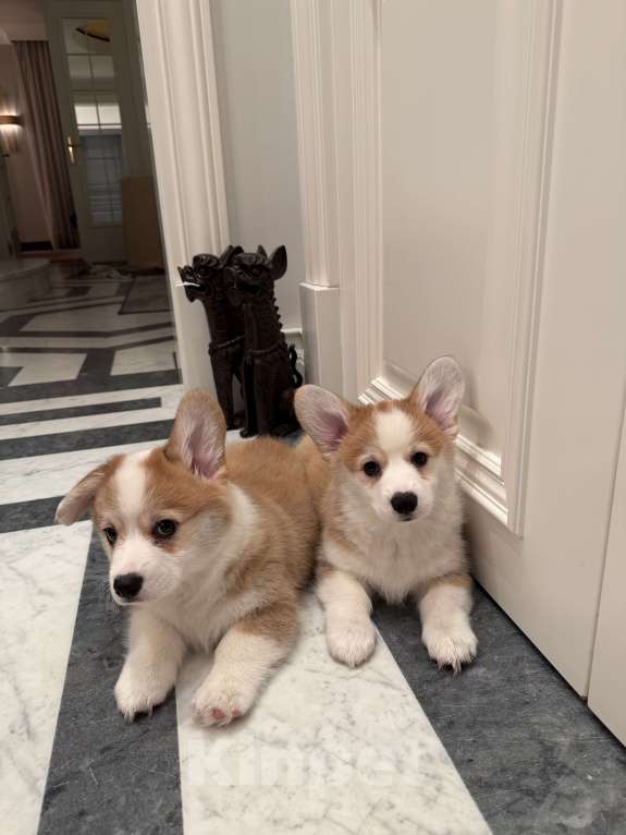 Собаки в Москве: Щенки Вельш корги пемброк Разнополые, 100 000 руб. - фото 1