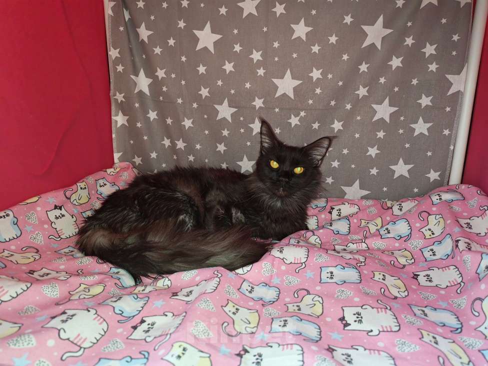 Кошки в Перми: Кошка мейн-кун в добрые руки Девочка, Бесплатно - фото 3