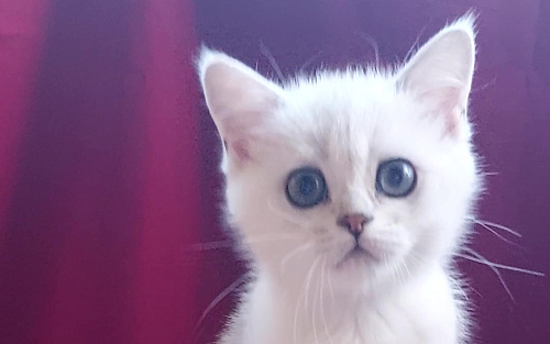 Шотландский котик серебристая шиншилла