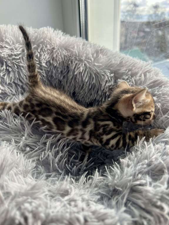 Кошки в Шуе: Бенгальский котенок мальчик Мальчик, 30 000 руб. - фото 3