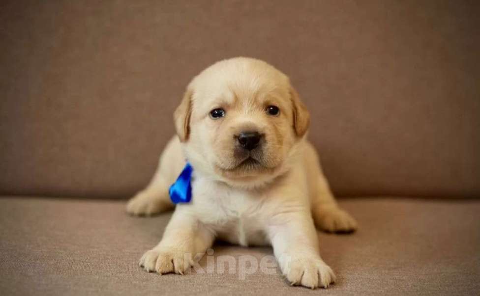 Собаки в Долгопрудном: Наруто Мальчик, 80 000 руб. - фото 2