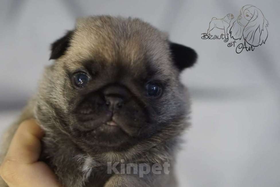 Собаки в Волгограде: Щенок мопса голубая лента Мальчик, 70 000 руб. - фото 1