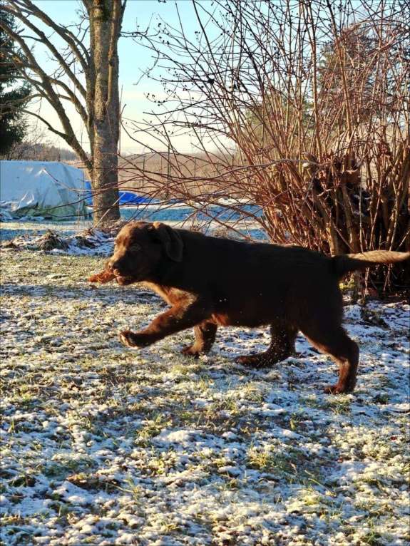 Собаки в Санкт-Петербурге: Щенки лабрадора ретривера  Девочка, Бесплатно - фото 4