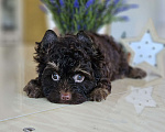 Собаки в Москве: Шоколадный йорк щенок мальчик Мальчик, 50 000 руб. - фото 2