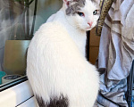 Кошки в Москве: Необычный котик Пломбир в самые добрые руки Мальчик, Бесплатно - фото 5