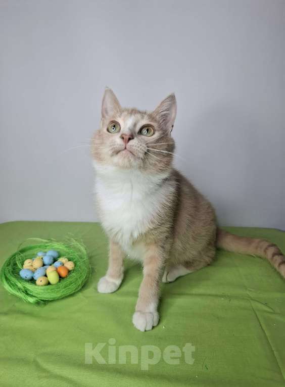 Кошки в Москве: Персиковый котик-подросток в добрые руки Мальчик, Бесплатно - фото 2