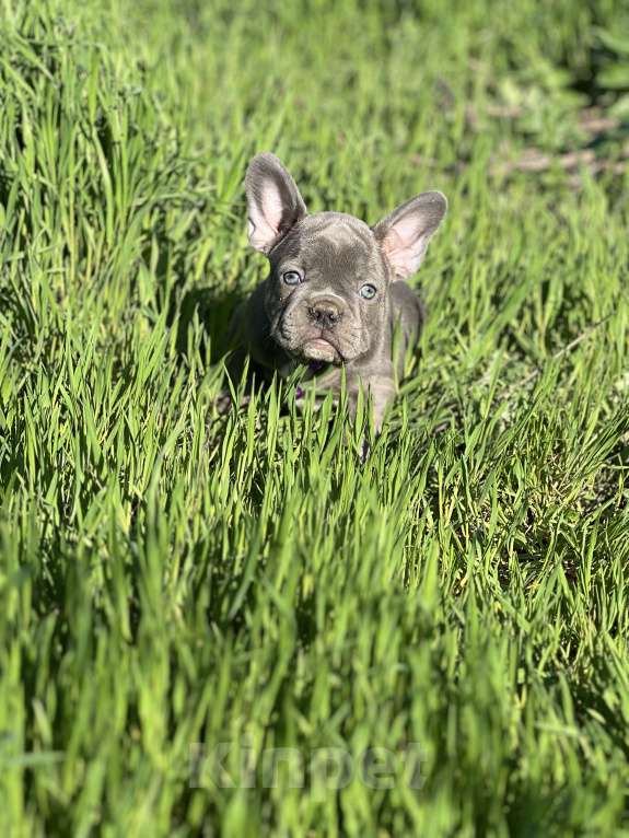 Собаки в Москве: Лиловый красавчик Мальчик, Бесплатно - фото 4