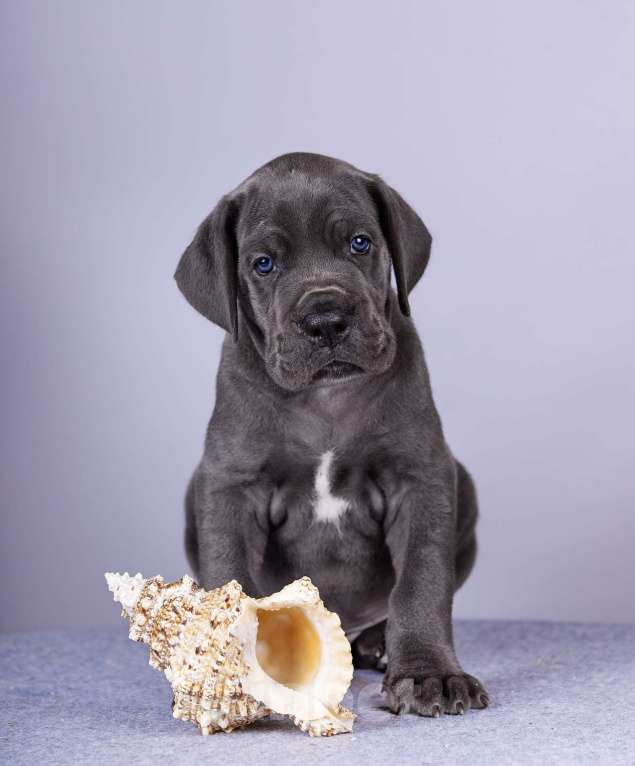 Собаки в Нижнем Новгороде: Немецкий Дог Чемпион Моего Сердца (Зелёная лента) Мальчик, 100 000 руб. - фото 7
