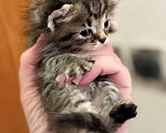 Кошки в Кемерово: Котята 1 месяц, родились 3 августа,  Мальчик, Бесплатно - фото 5