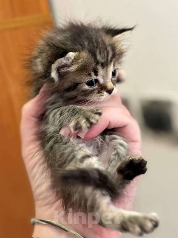 Кошки в Кемерово: Котята 1 месяц, родились 3 августа,  Мальчик, Бесплатно - фото 5