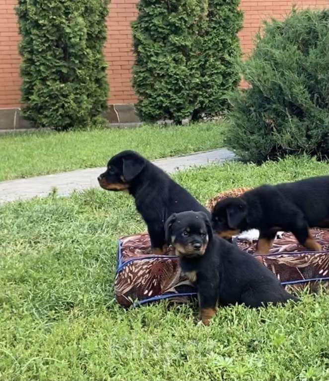 Собаки в Ростове-на-Дону: Элитные щенки ротвейлера  Мальчик, 60 руб. - фото 3