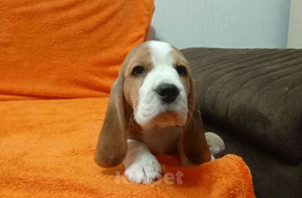 Собаки в Иркутске: Продаются щенки Бигля Девочка, 60 000 руб. - фото 3