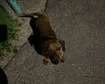 Собаки в Жуке: Найден молодой кобель таксы Мальчик, Бесплатно - фото 2
