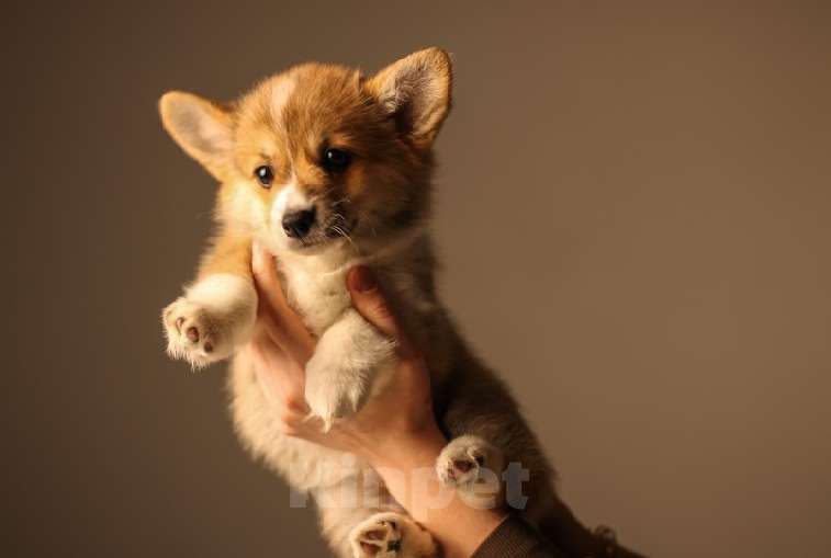 Собаки в Екатеринбурге: Victoria Gold Девочка, 80 000 руб. - фото 4