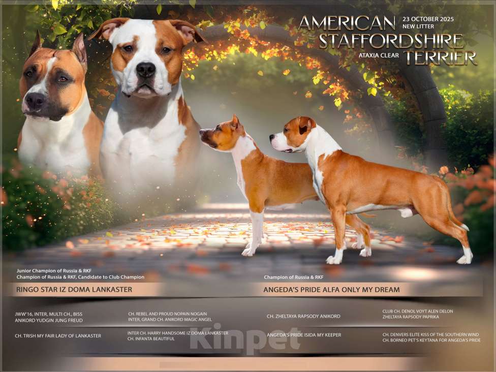 Собаки в Саратове: Щенки от титулованных родителей Девочка, 50 000 руб. - фото 1