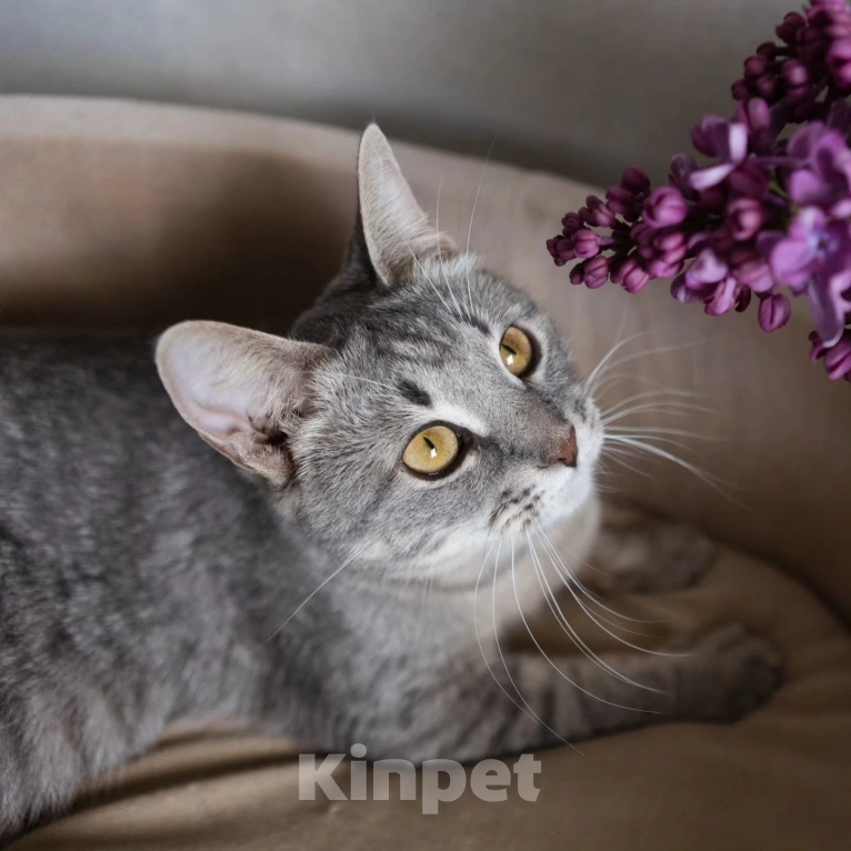 Кошки в Москве: Спасите Венецию из бабкиной квартиры Девочка, Бесплатно - фото 5