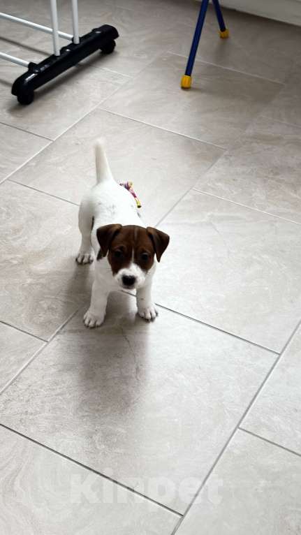 Собаки в Москве: Щенок джек-рассел-терьер от титулованных родителей Девочка, 1 руб. - фото 1