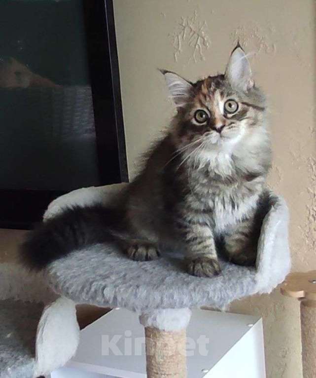 Кошки в Новосибирске: Harley Quinn  Девочка, 70 000 руб. - фото 5