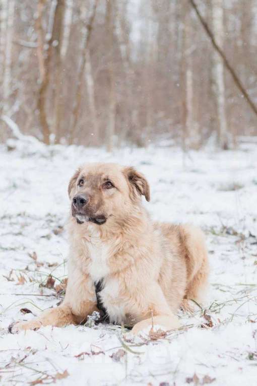 Собаки в Москве: Саймон ищет дом Мальчик, Бесплатно - фото 4