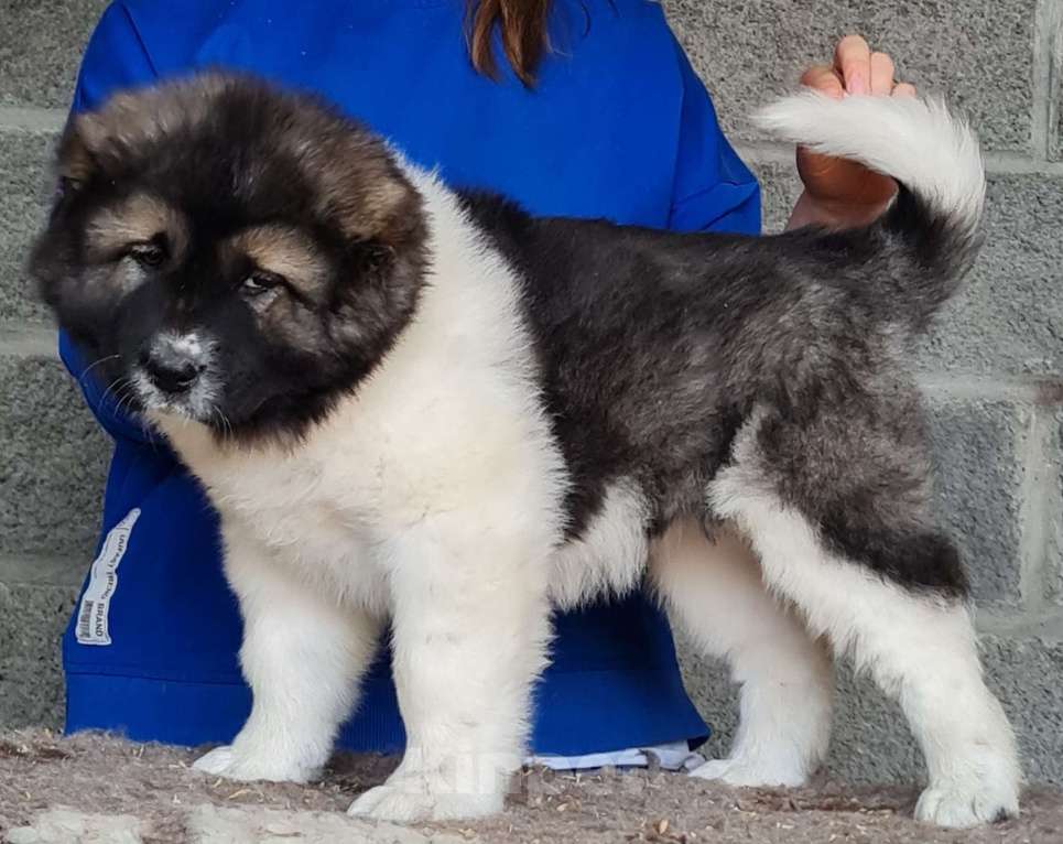 Собаки в Новосибирске: Великолепные, породные щенки кавказской овчарки для племенной и выставочной карьеры. Привиты. Девочка, Бесплатно - фото 3