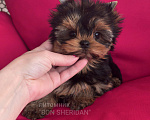 Собаки в Пушкино: Супер мини девочка йоркширский терьер Девочка, 130 000 руб. - фото 2