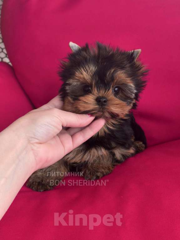 Собаки в Пушкино: Супер мини девочка йоркширский терьер Девочка, 130 000 руб. - фото 2