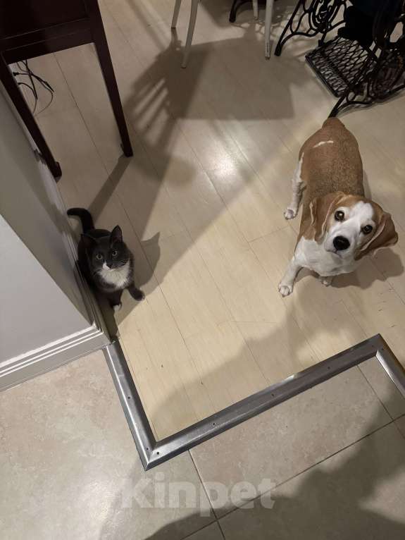 Кошки в Москве: Пропал серый кот с белыми лапками, Тверской район, Оружейный пер Мальчик, 10 000 руб. - фото 2