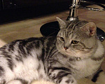 Кошки в Оренбурге: Шотландский кот вязка, 1 999 руб. - фото 1