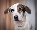 Собаки в Москве: Бонд — метис лабрадора и пойнтера в дар Мальчик, Бесплатно - фото 1