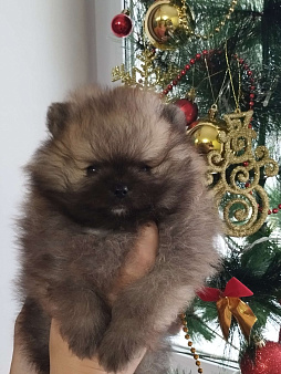 Мальчики Померанского шпица