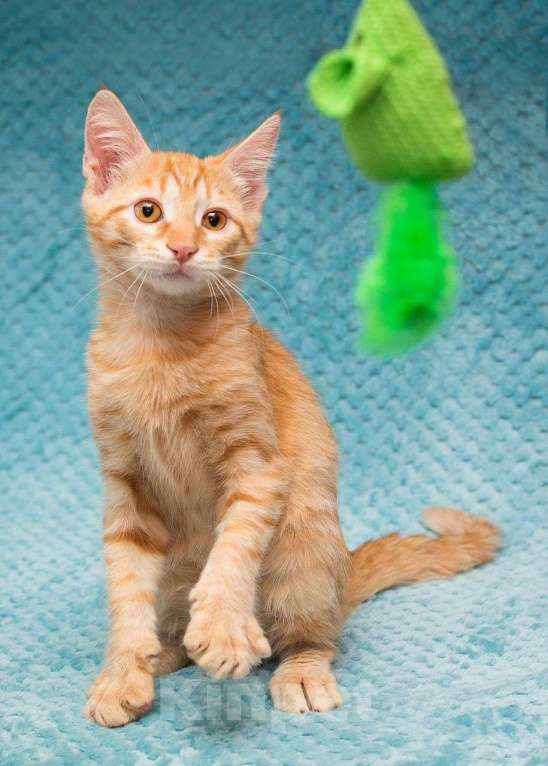 Кошки в Москве: Рыжий котенок в добрые руки Мальчик, Бесплатно - фото 2