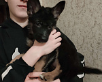 Собаки в других городах Калужской области: Щенок немецкой овчарки мальчик Мальчик, 40 000 руб. - фото 2