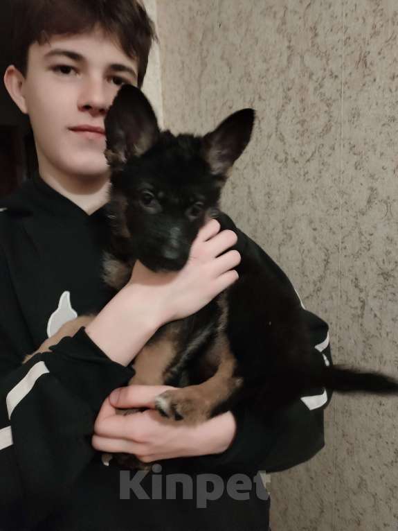 Собаки в других городах Калужской области: Щенок немецкой овчарки мальчик Мальчик, 40 000 руб. - фото 2