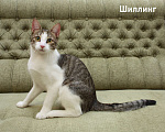 Кошки в Санкт-Петербурге: Котенок-подросток Шиллинг ищет свою семью Мальчик, Бесплатно - фото 1