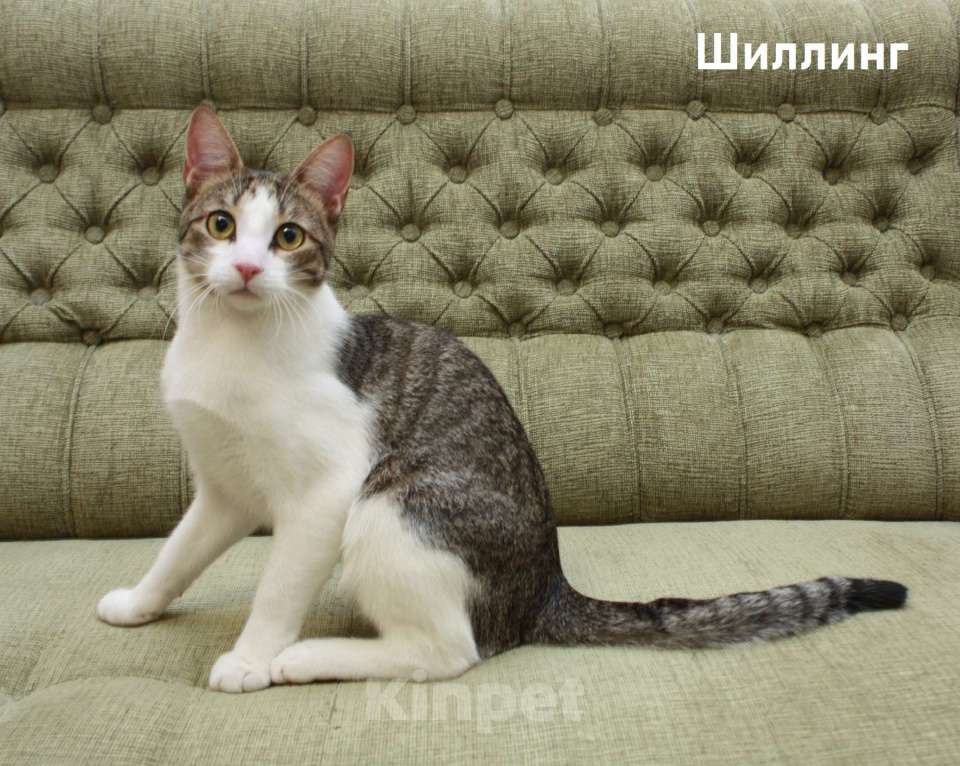 Кошки в Санкт-Петербурге: Котенок-подросток Шиллинг ищет свою семью Мальчик, Бесплатно - фото 1