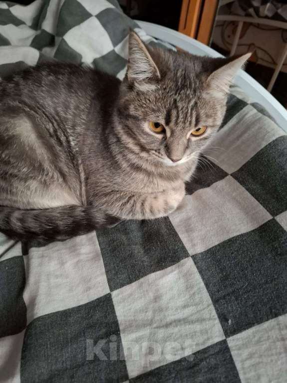 Кошки в Краснодаре: Котенок шотландской прямоухой кошки 7 мес Девочка, Бесплатно - фото 5