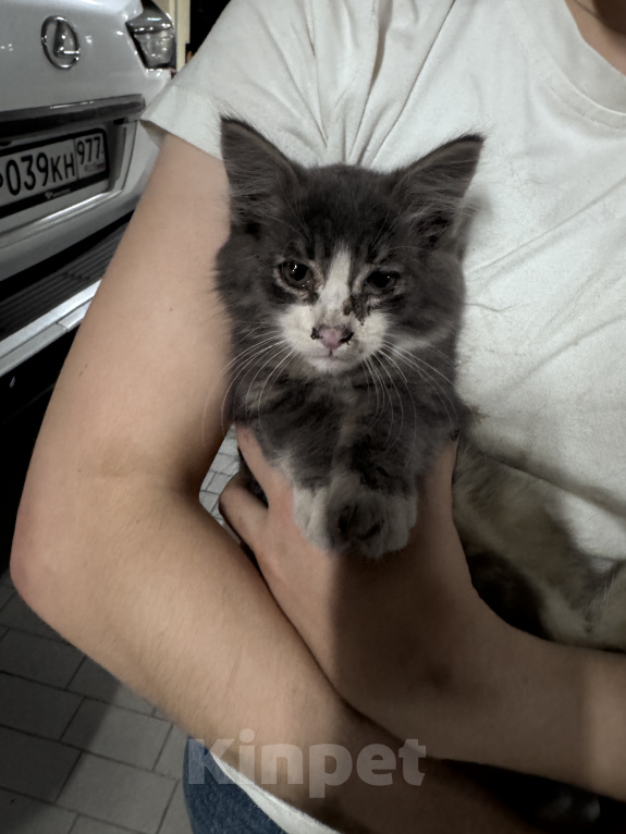 Кошки в Москве: Котёнок в добрые руки Мальчик, Бесплатно - фото 2