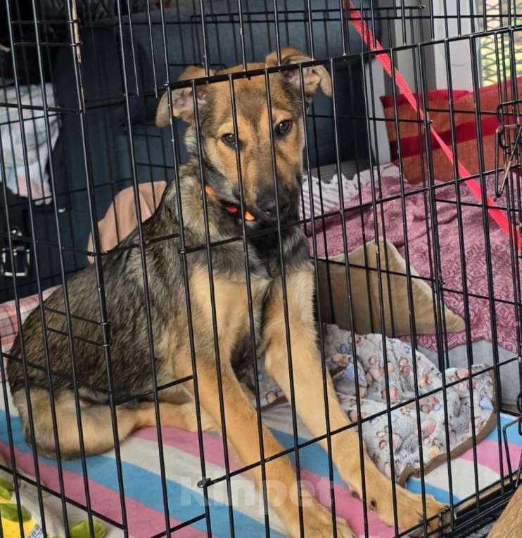 Собаки в Москве: Акио - ласковый малыш в поисках дома Мальчик, Бесплатно - фото 5